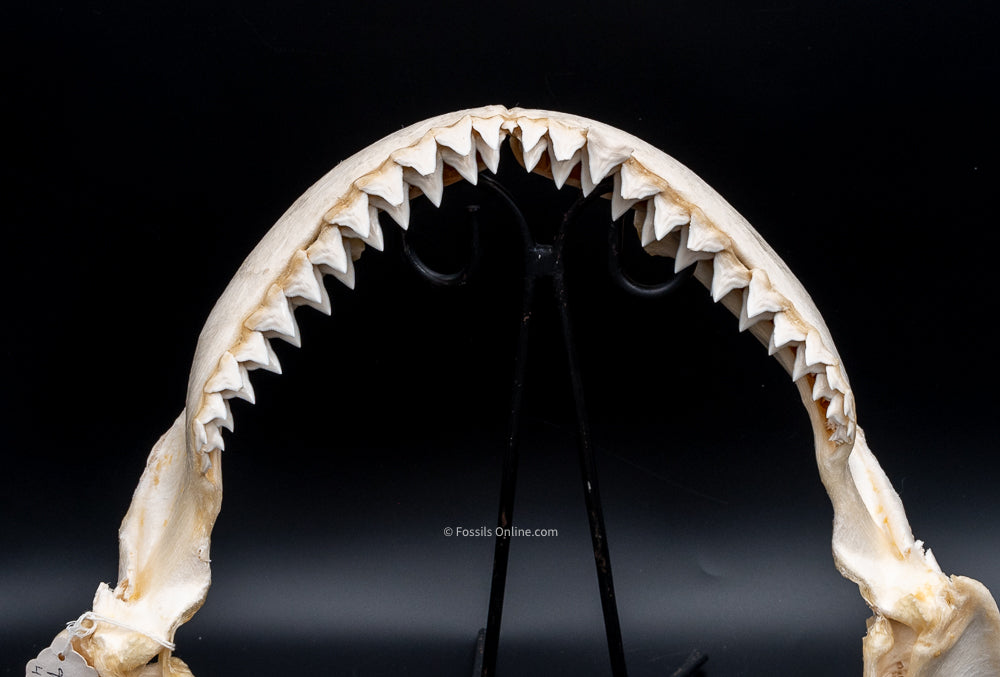 Bull Shark Jaw For Sale top