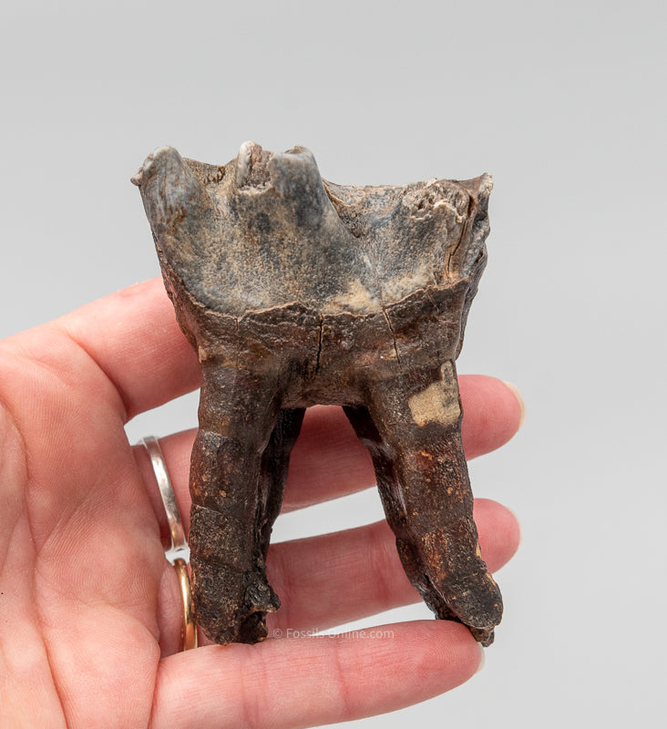 Rooted Woolly Rhino Tooth Siberia