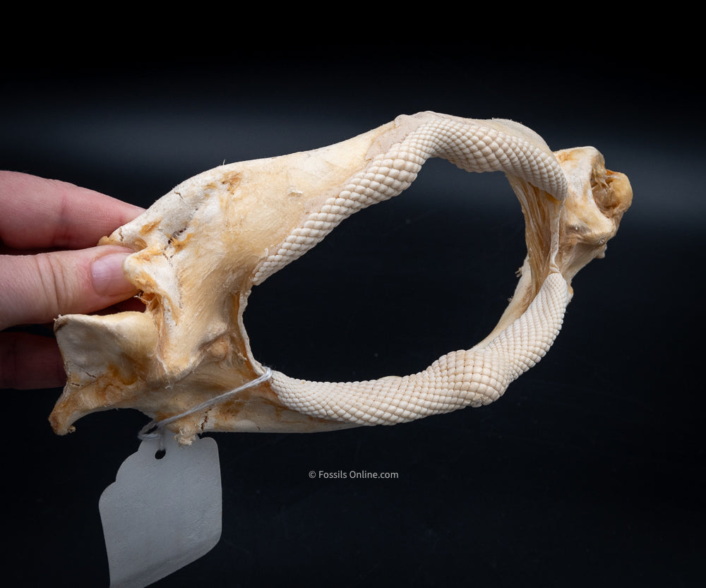 Giant Guitarfish Jaw