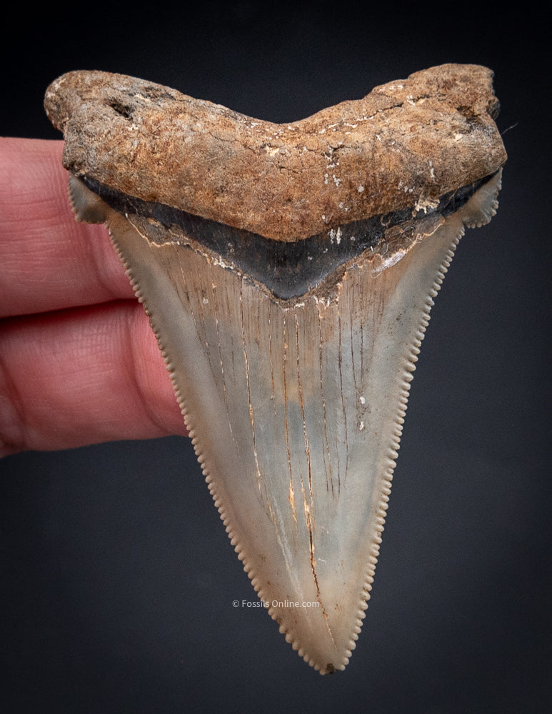 Angustidens Shark Tooth