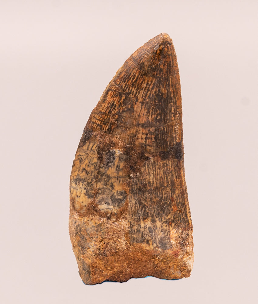 Carcharodontosaurus Tooth not T. rex. Theropod Dinosaur