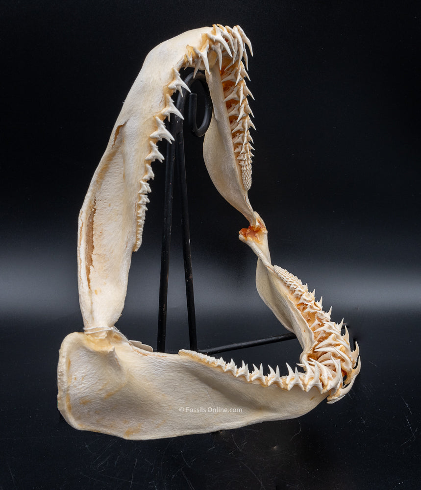 Sandtiger Shark Jaw w/DATA