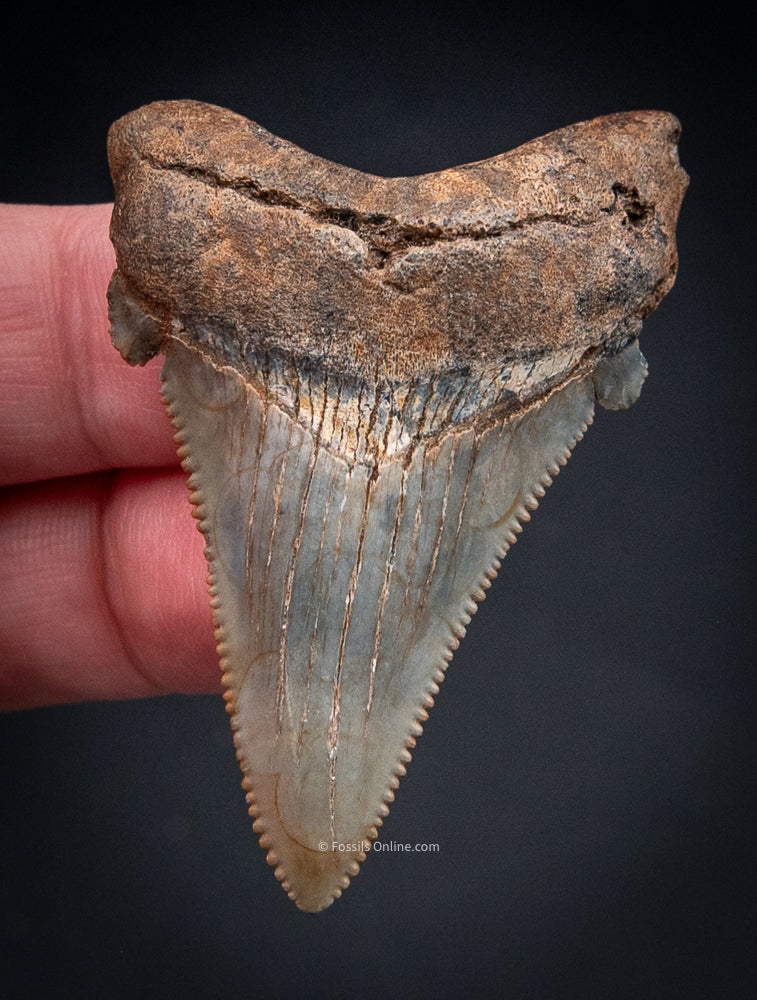 Angustidens Shark Tooth