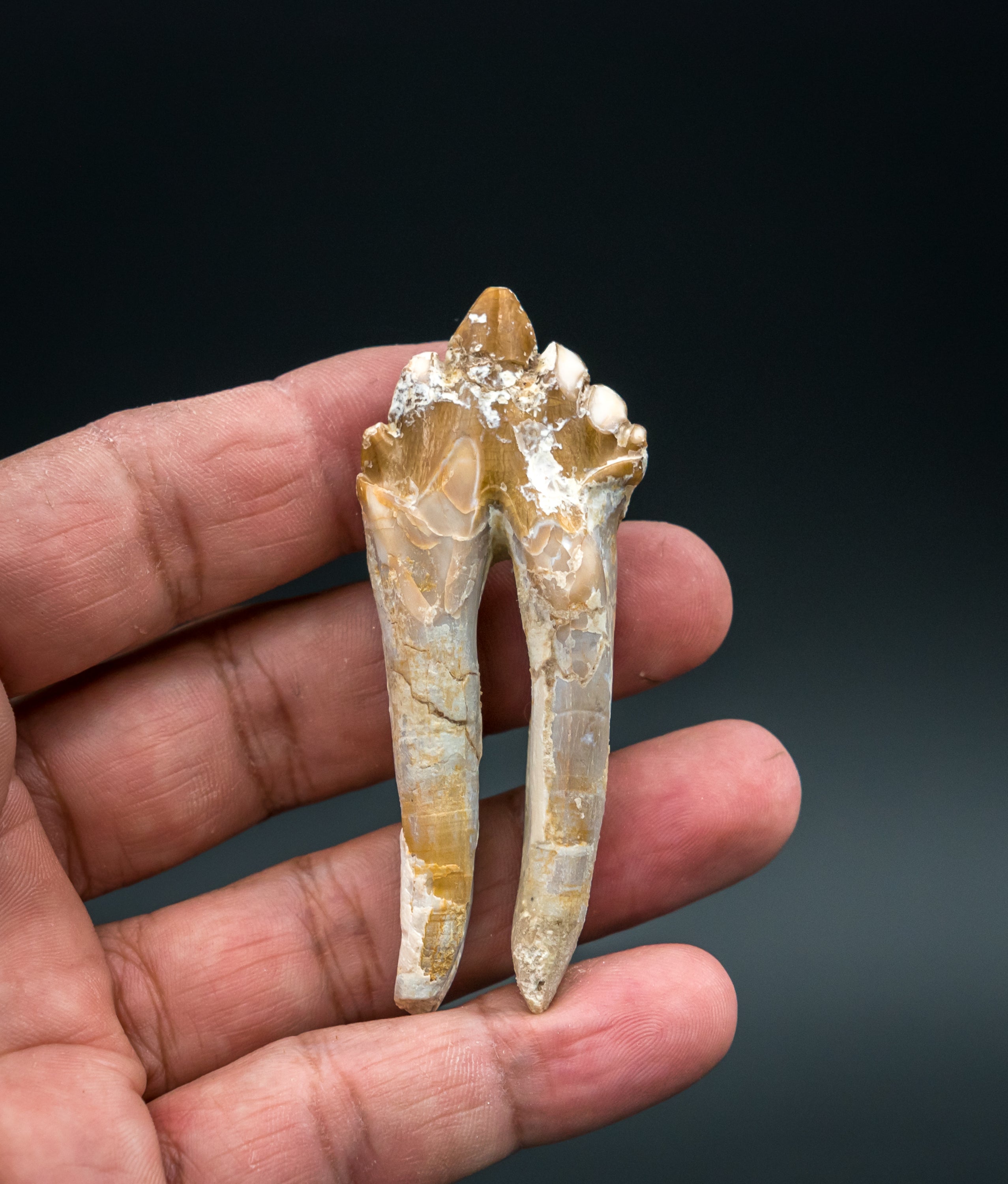 Basilosaurid Fossil Tooth Morocco