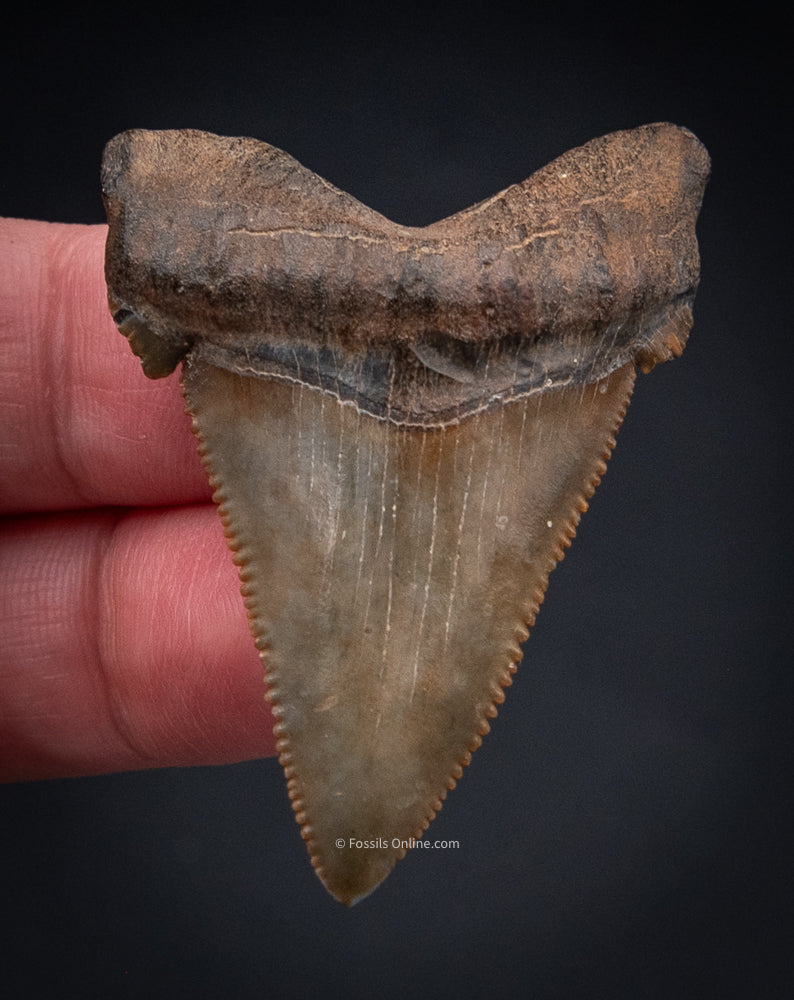 Angustidens Shark Tooth