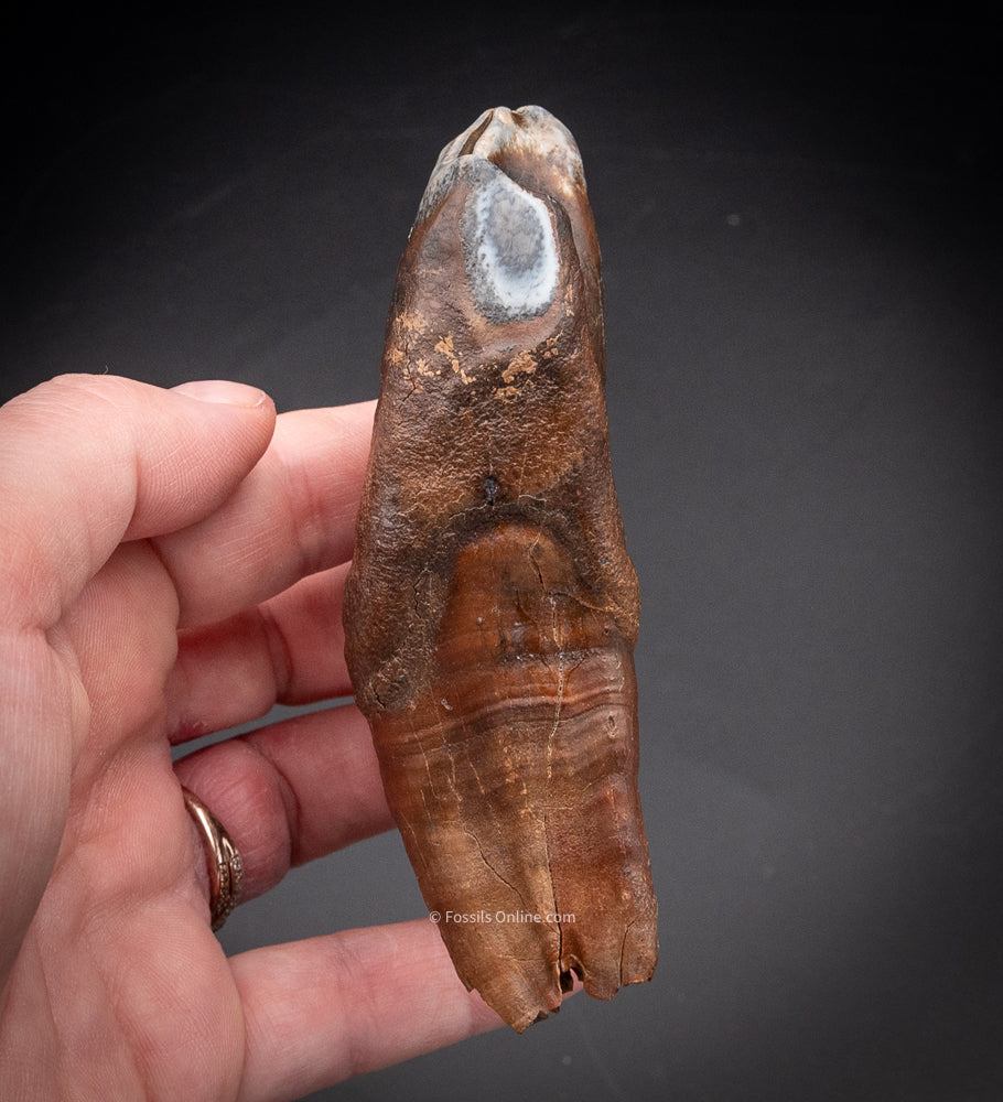 Great Woolly Rhino Tooth w/ Roots