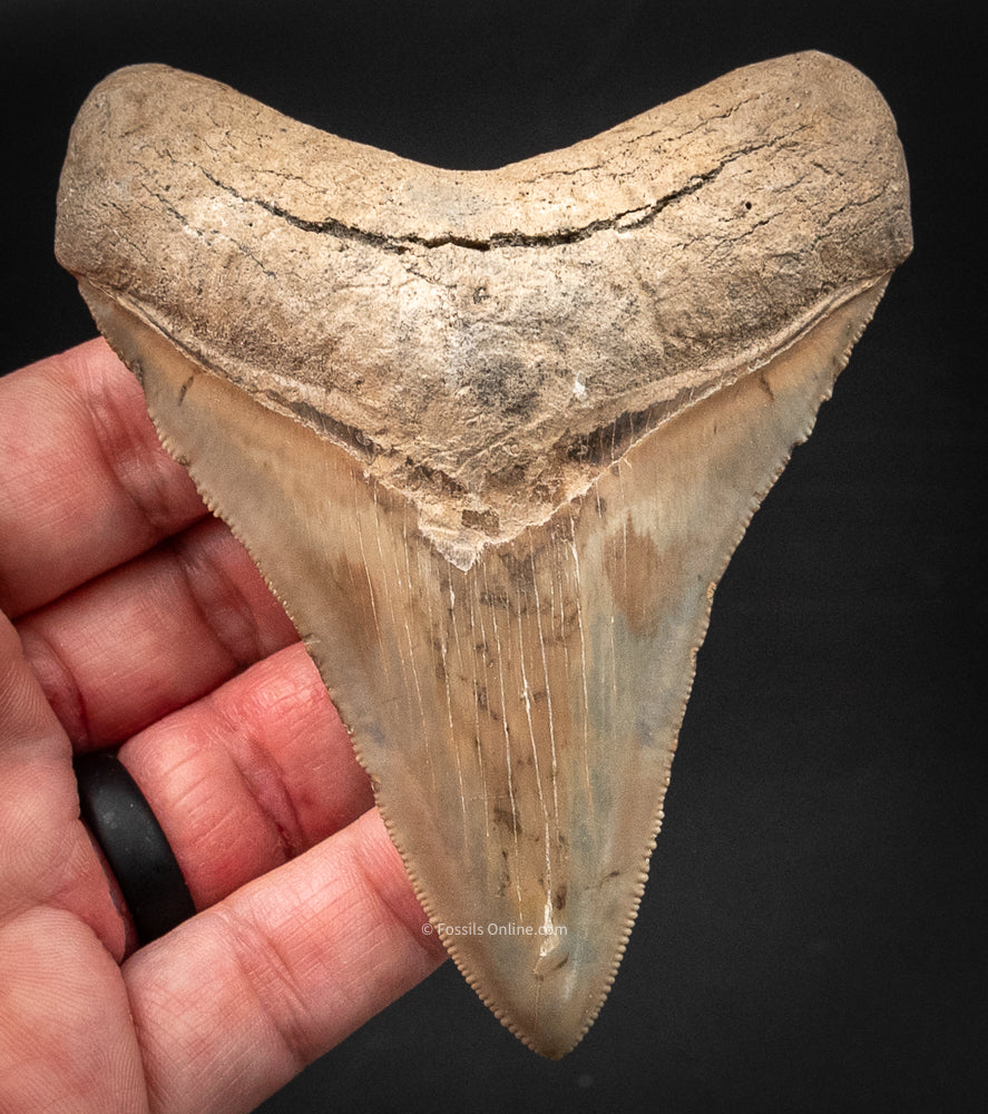 Lee Creek Megalodon Shark Tooth.