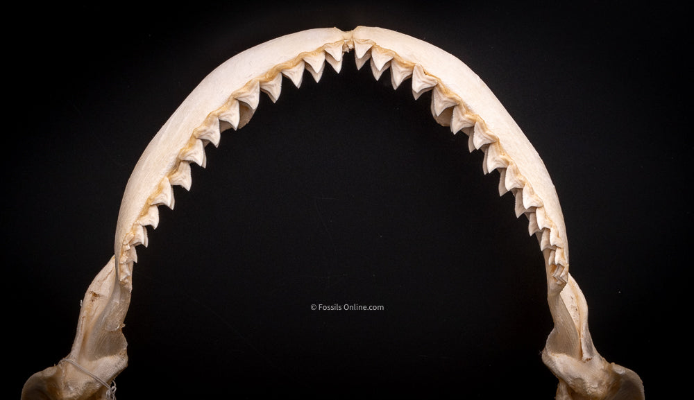 Dusky Shark Jaw w/DATA