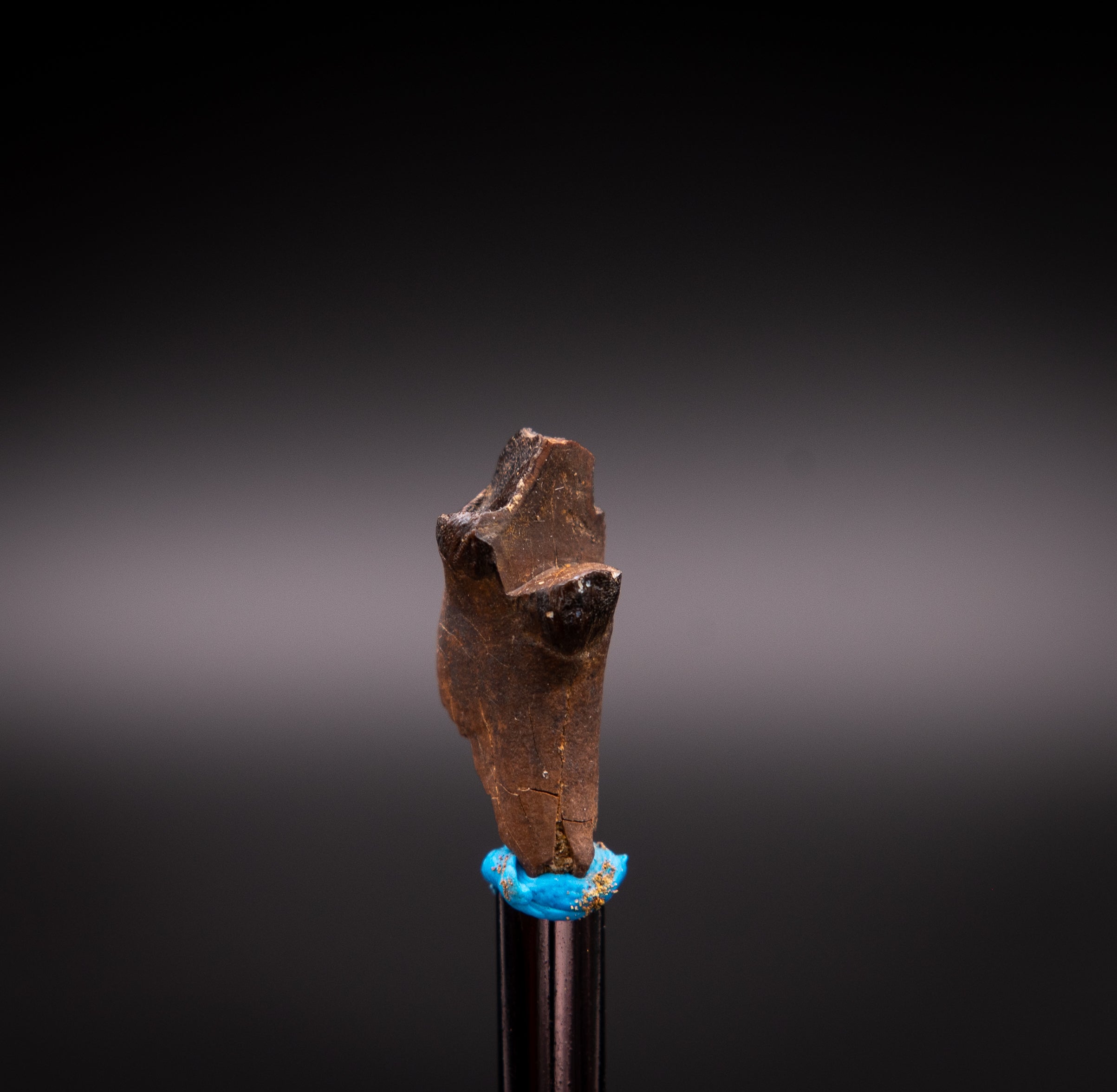 Unusual, Rooted Leptoceratops Dinosaur Tooth