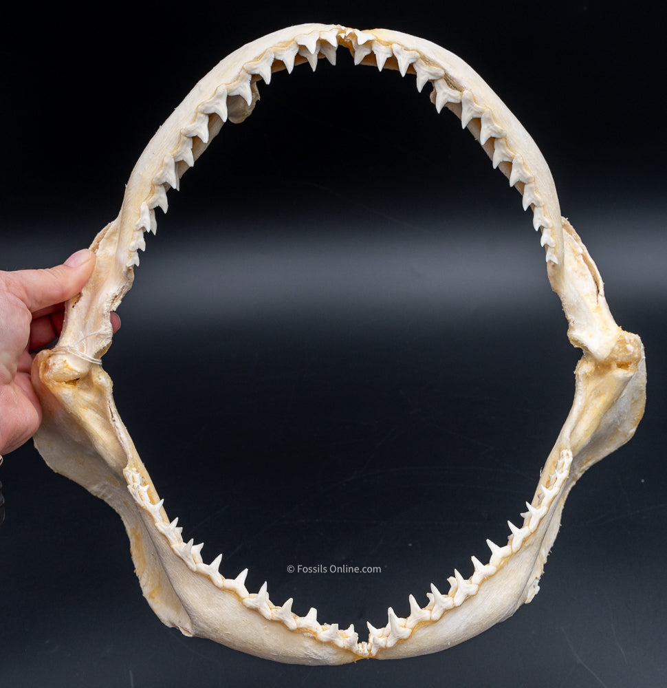 Silvertip Shark jaw