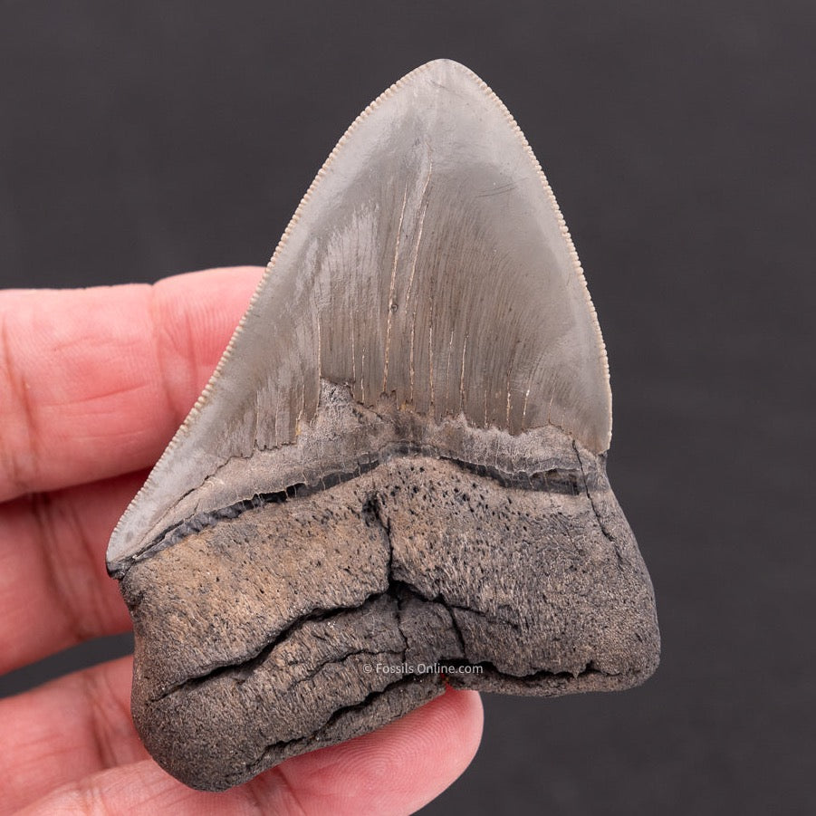 Deformed Megalodon Shark Tooth