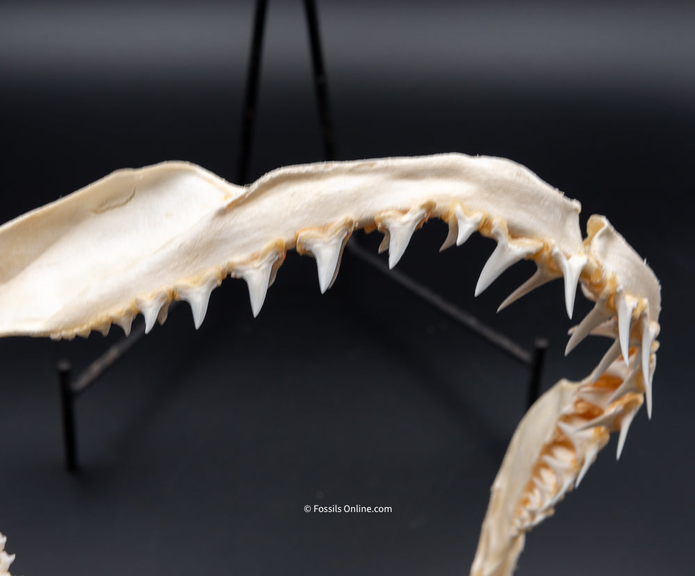 Longfin Mako Shark Jaw w/ DATA