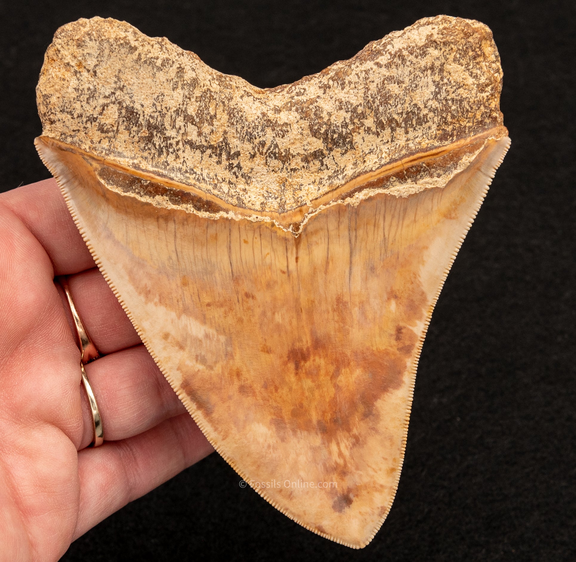 Megalodon Tooth from Indonesia 4.64"