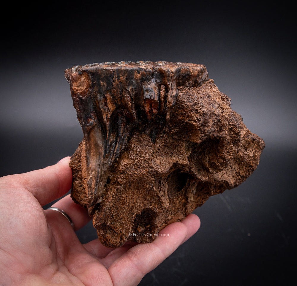 Rooted Juvenile Mammoth Tooth in a Piece of Skull from Siberia