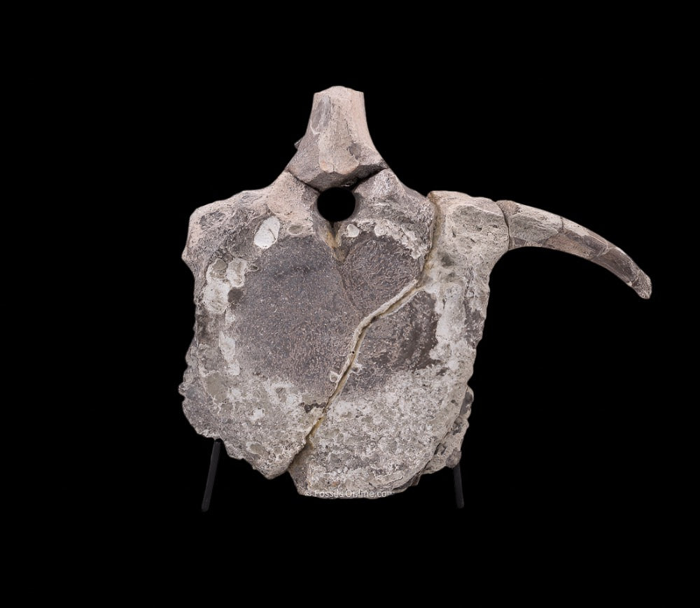 Maiasaura Dinosaur Vertebra Two Medicine Formation