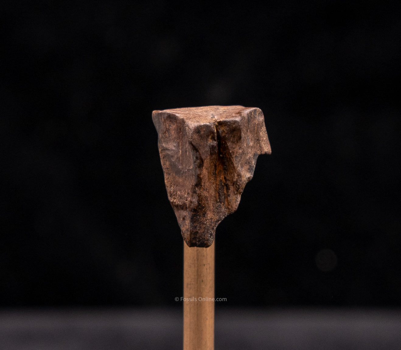 Triceratops Tooth .72”