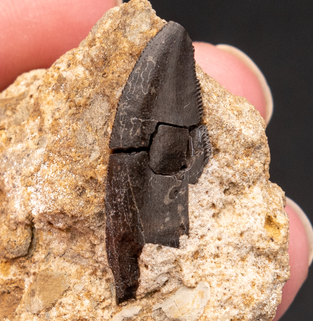 Allosaurus Dinosaur Tooth in Matrix 1"