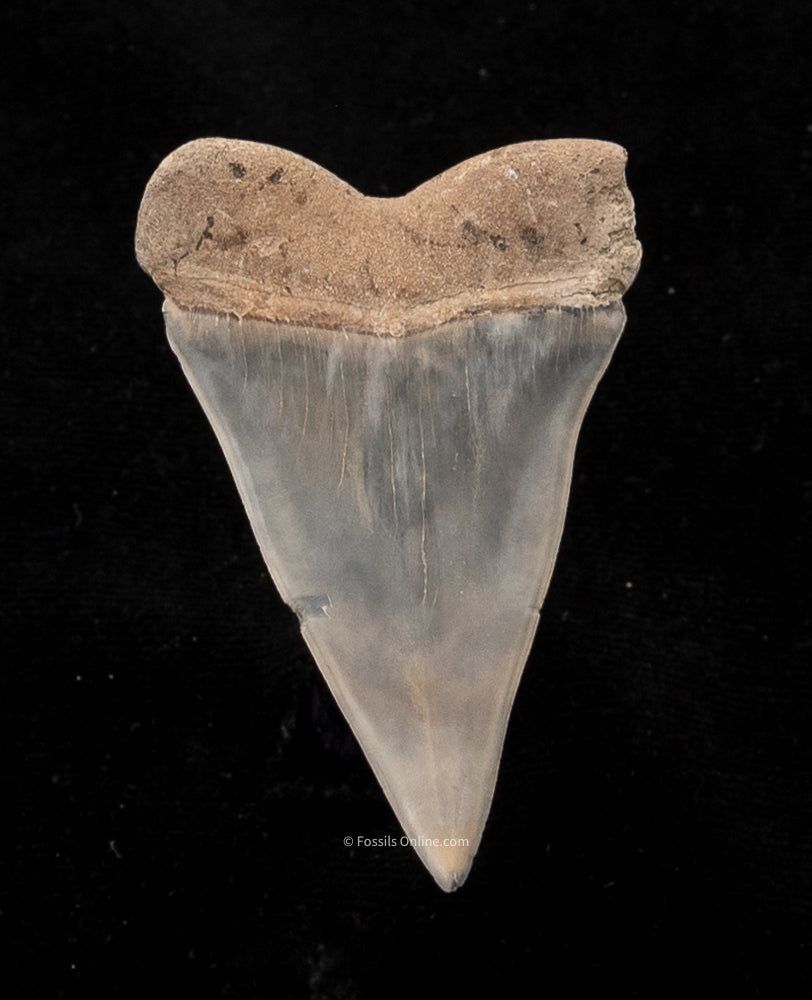 C. hastalis Ancestral Fossil Great White Lee Creek 2.37"