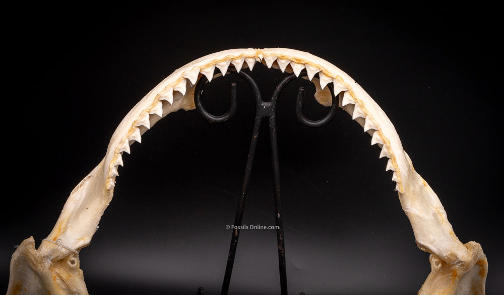 Dusky Shark Jaw w/DATA