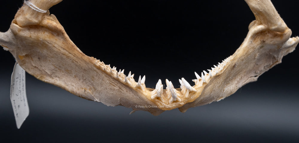 Ornate Wobbegong Shark Jaw w/Data