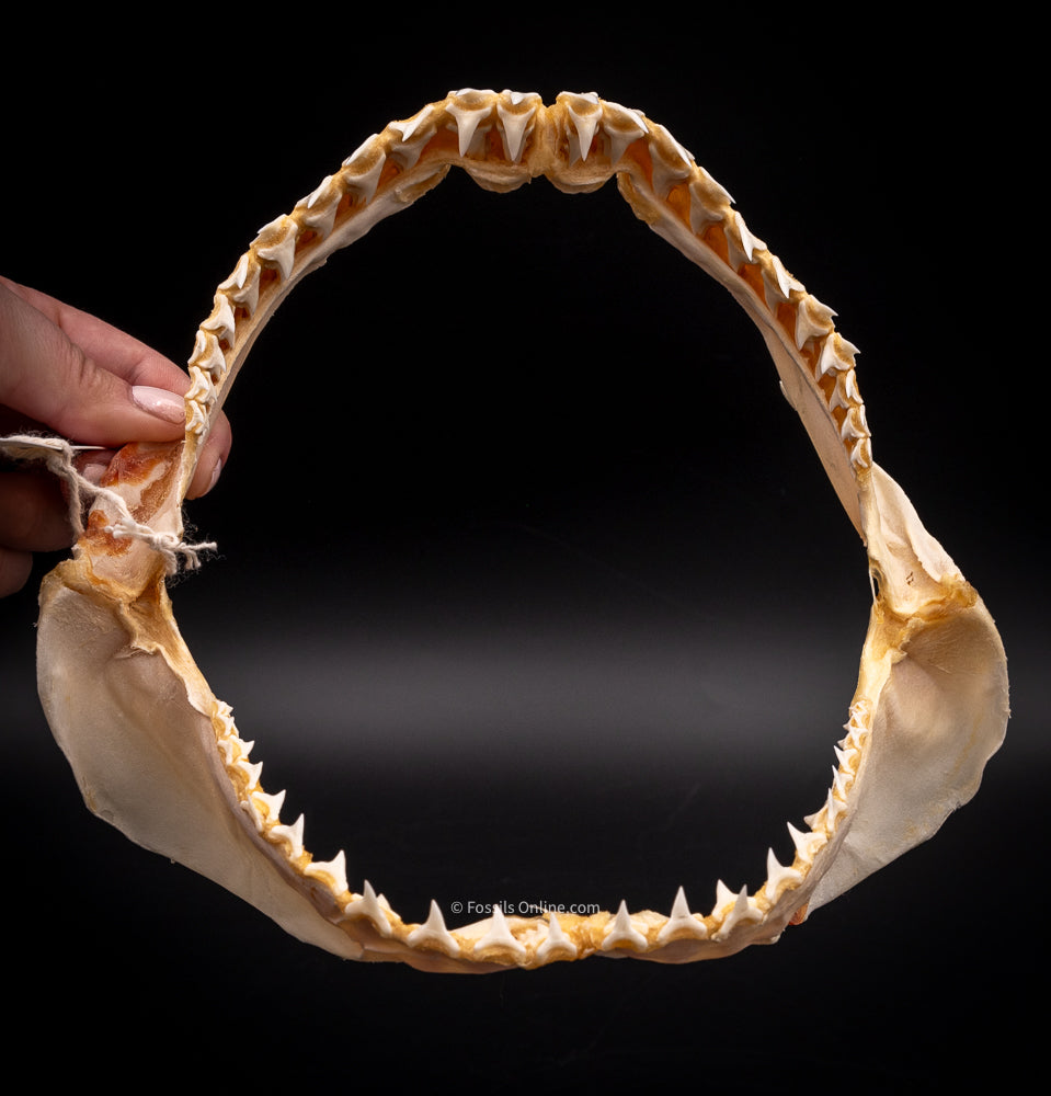 Bigeye Thresher Jaw