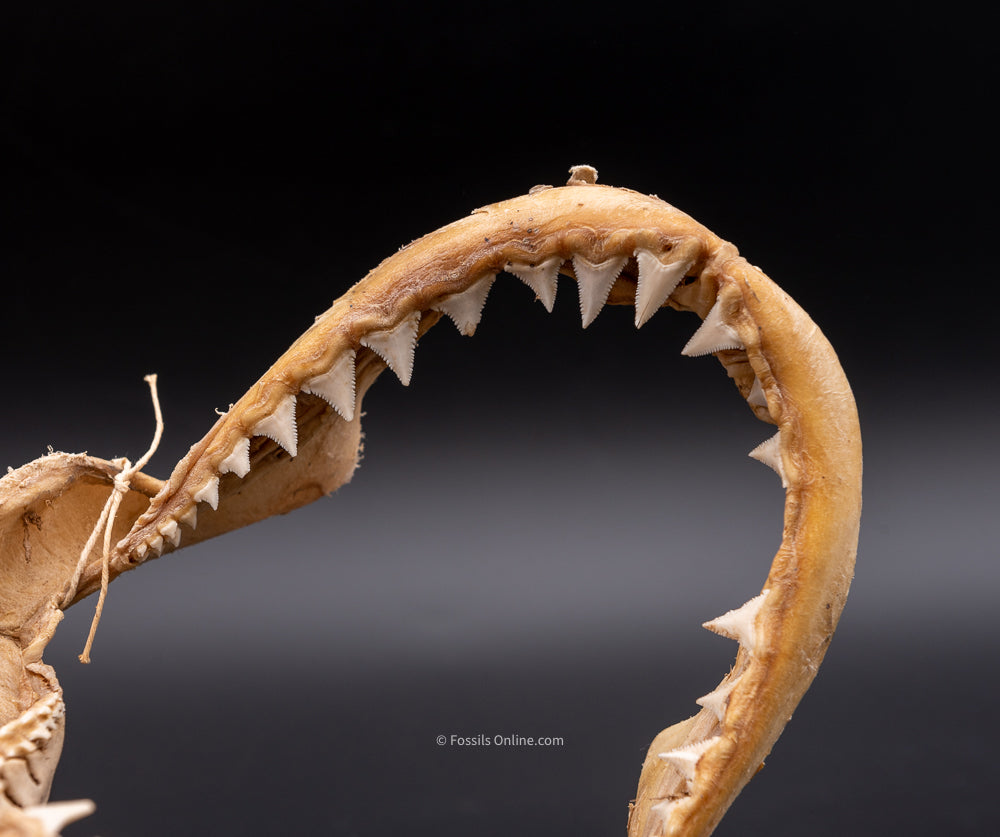 Great White Shark Jaw w/DATA