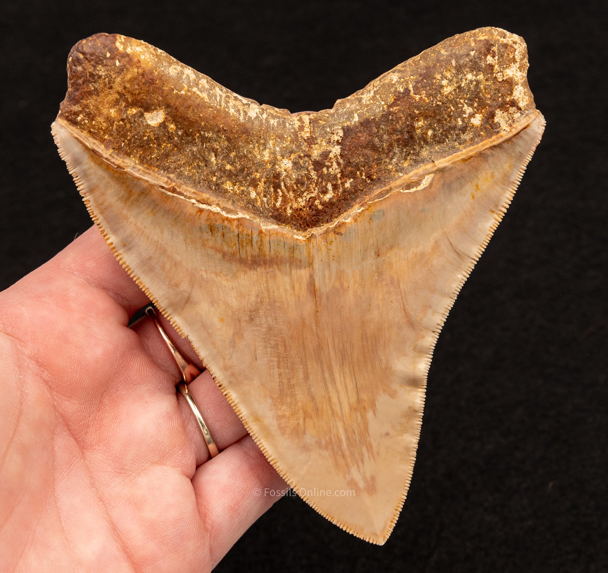 XLG Megalodon Shark Tooth from Indonesia. 4.70"