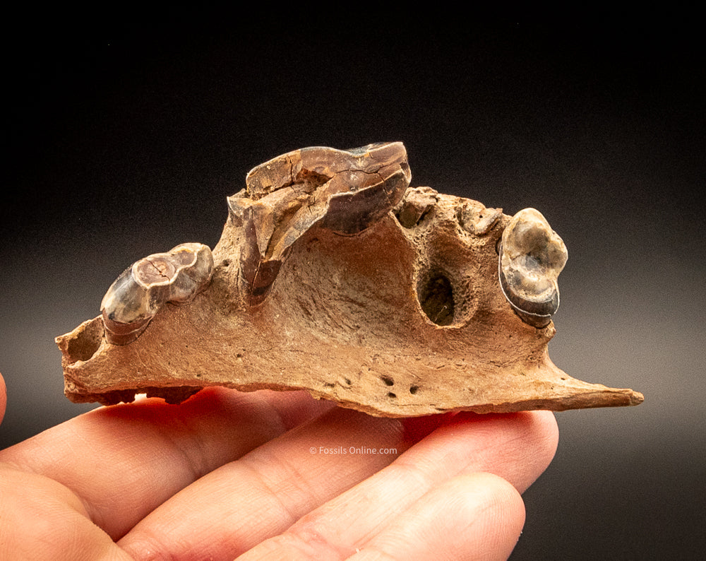 Fossil Wolf Skull w/Teeth Siberia