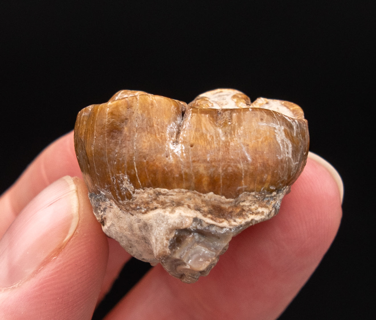 Fossil Dugong Tooth Gainesville Creek