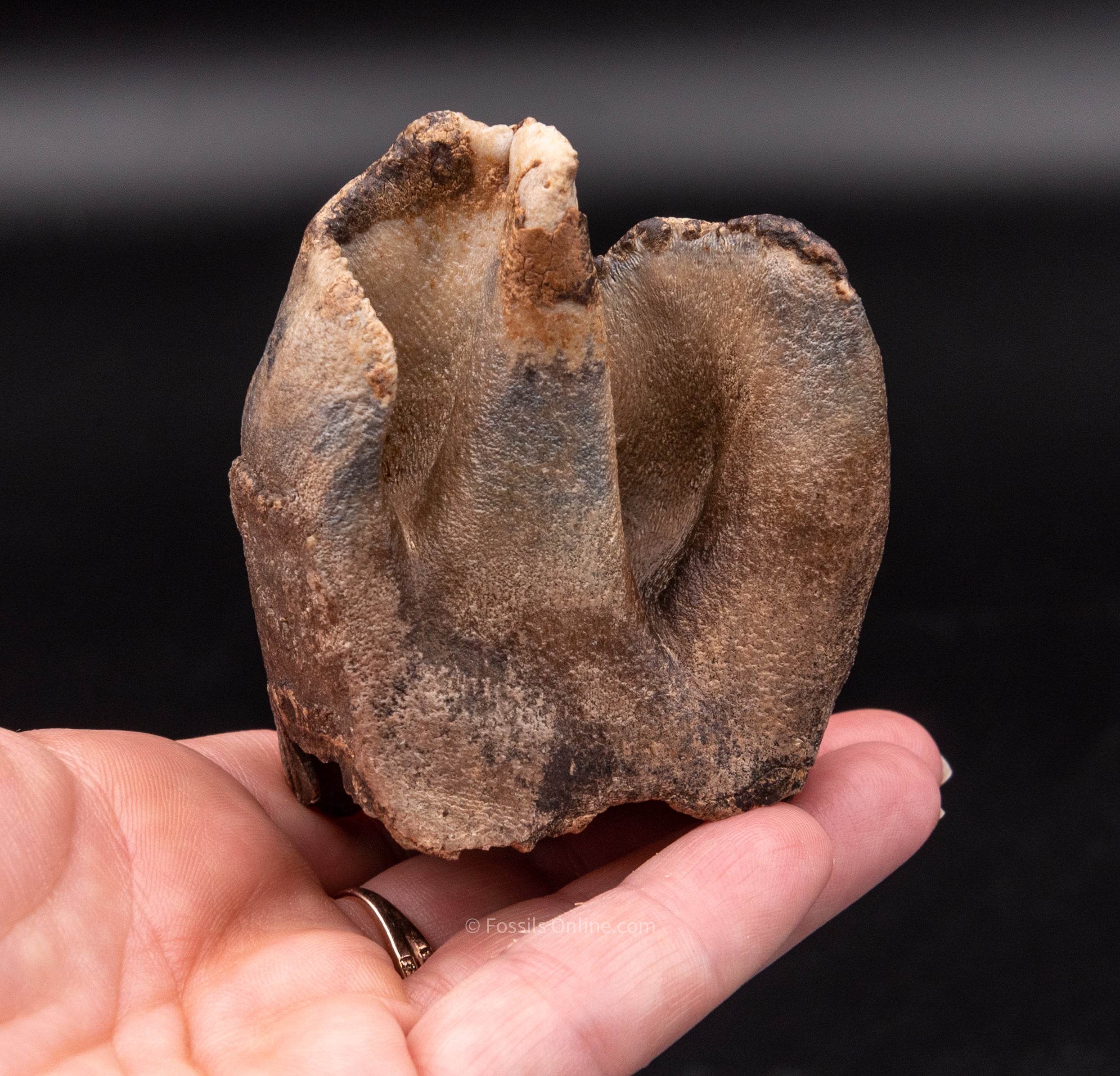 Fine Woolly Rhino Tooth Siberia