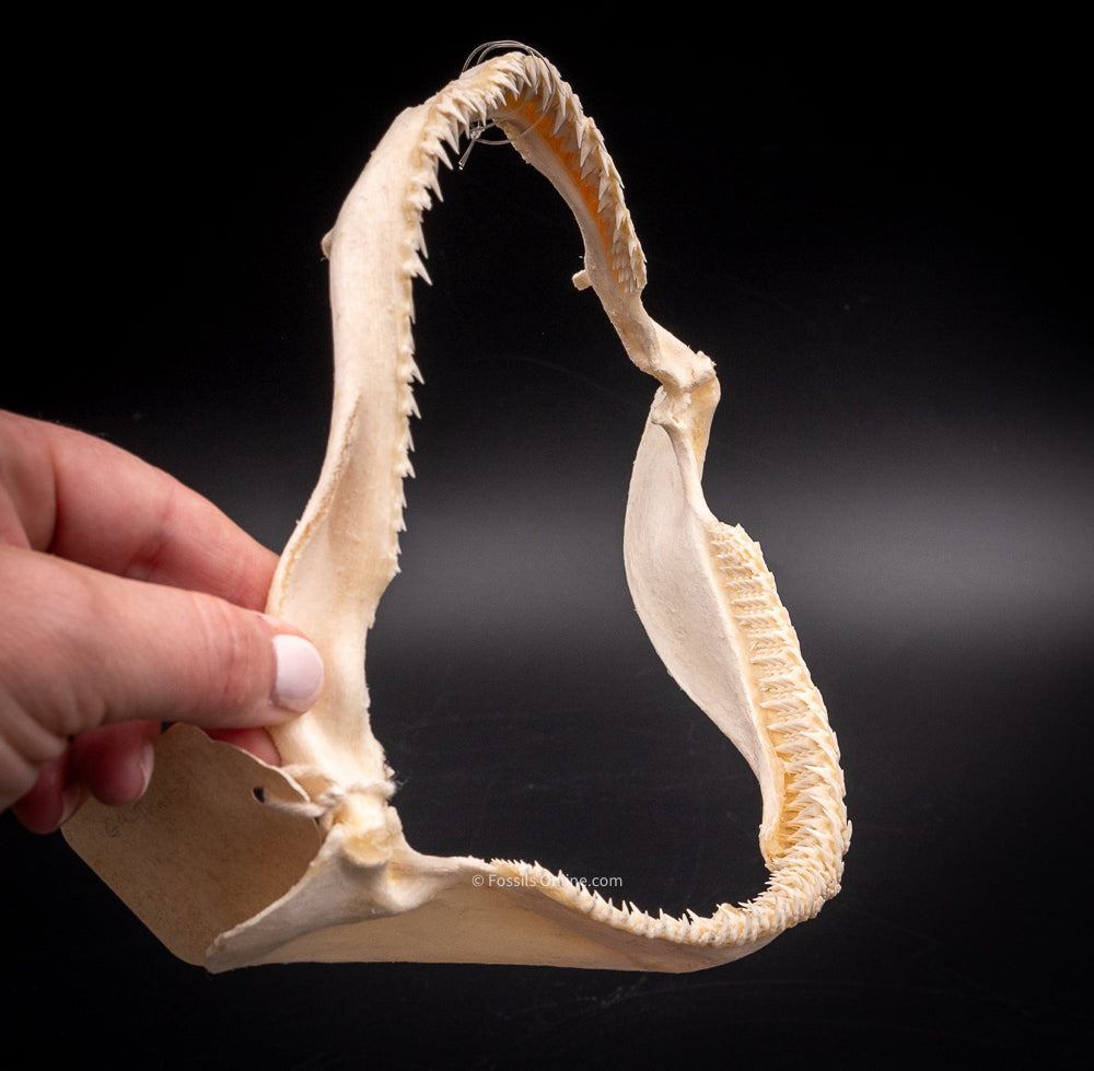 Whitetip Reef Shark Jaw w/DATA