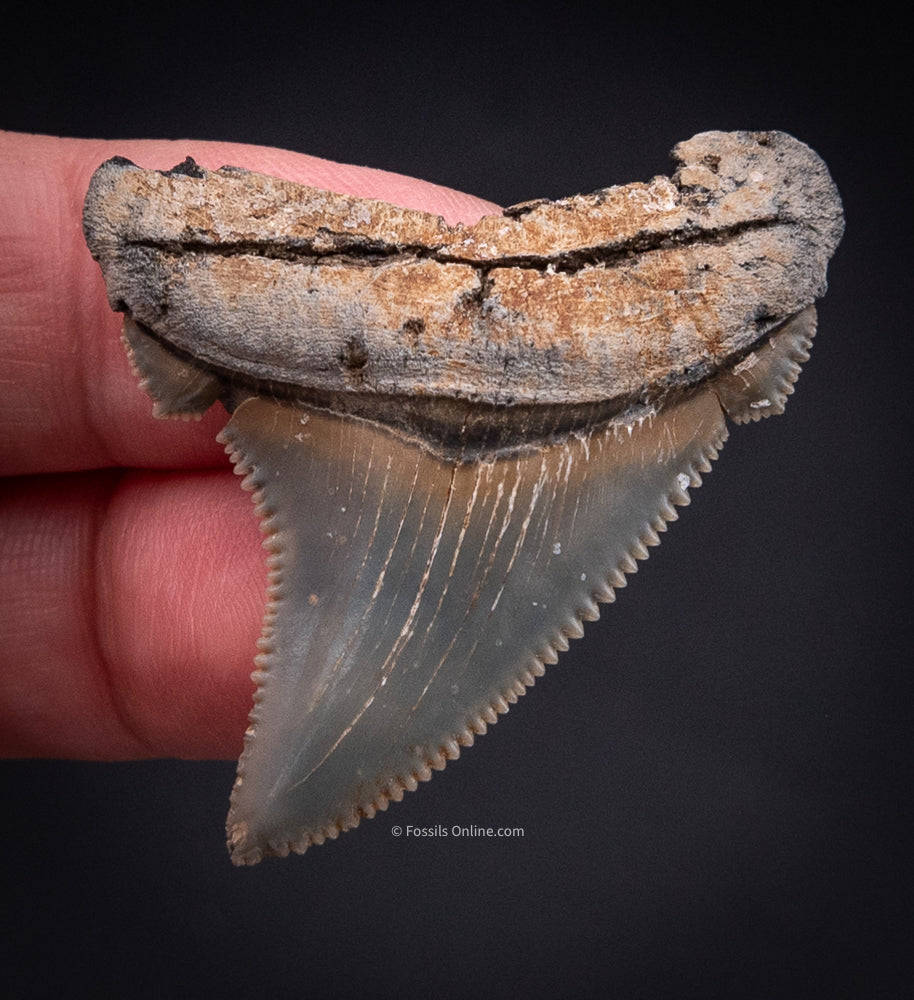 Angustidens Shark Tooth