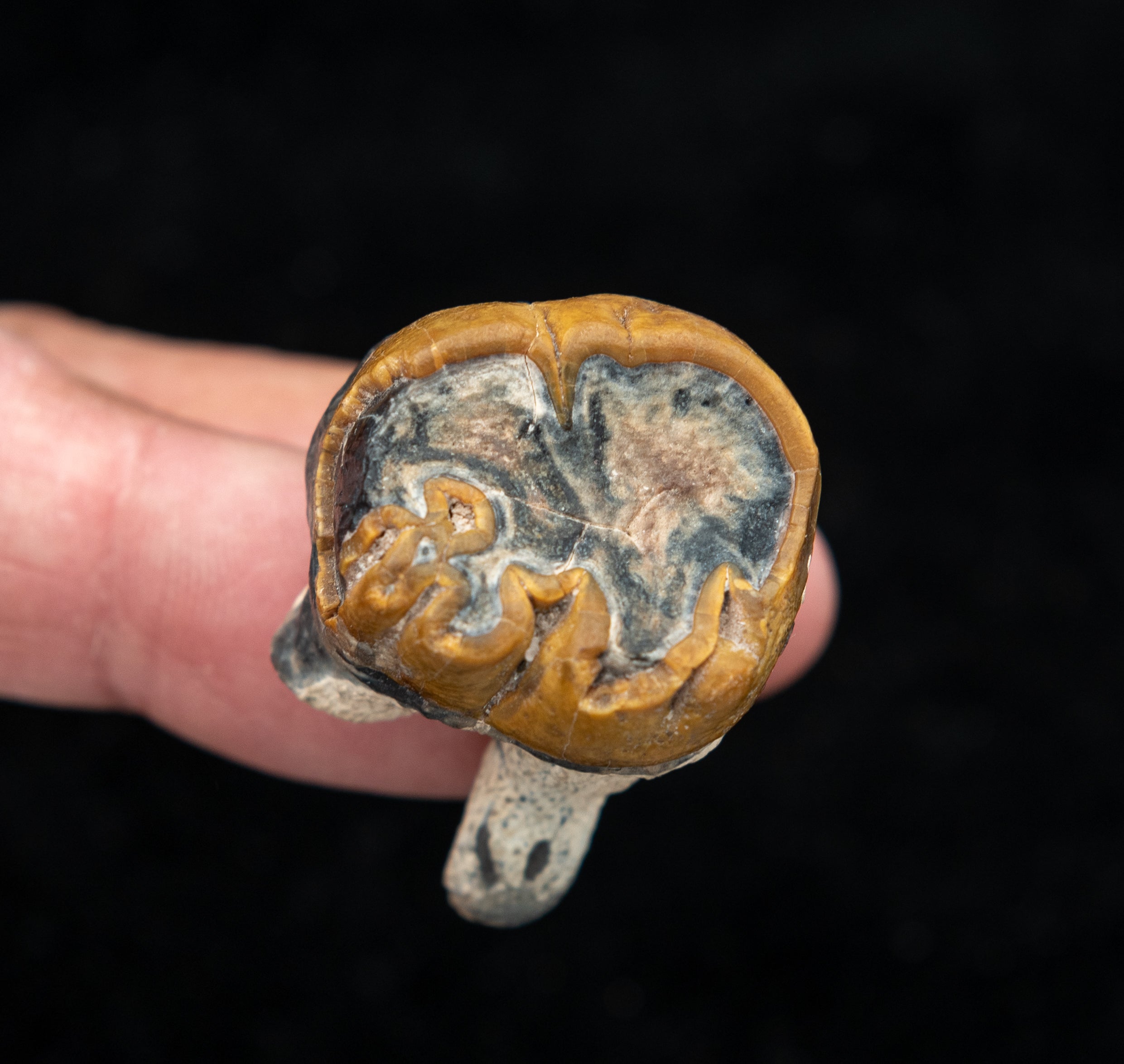 Fossil Dugong Tooth Gainesville Creek