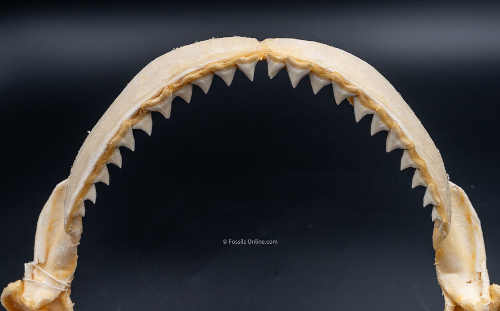 Java Shark Jaw w/DATA