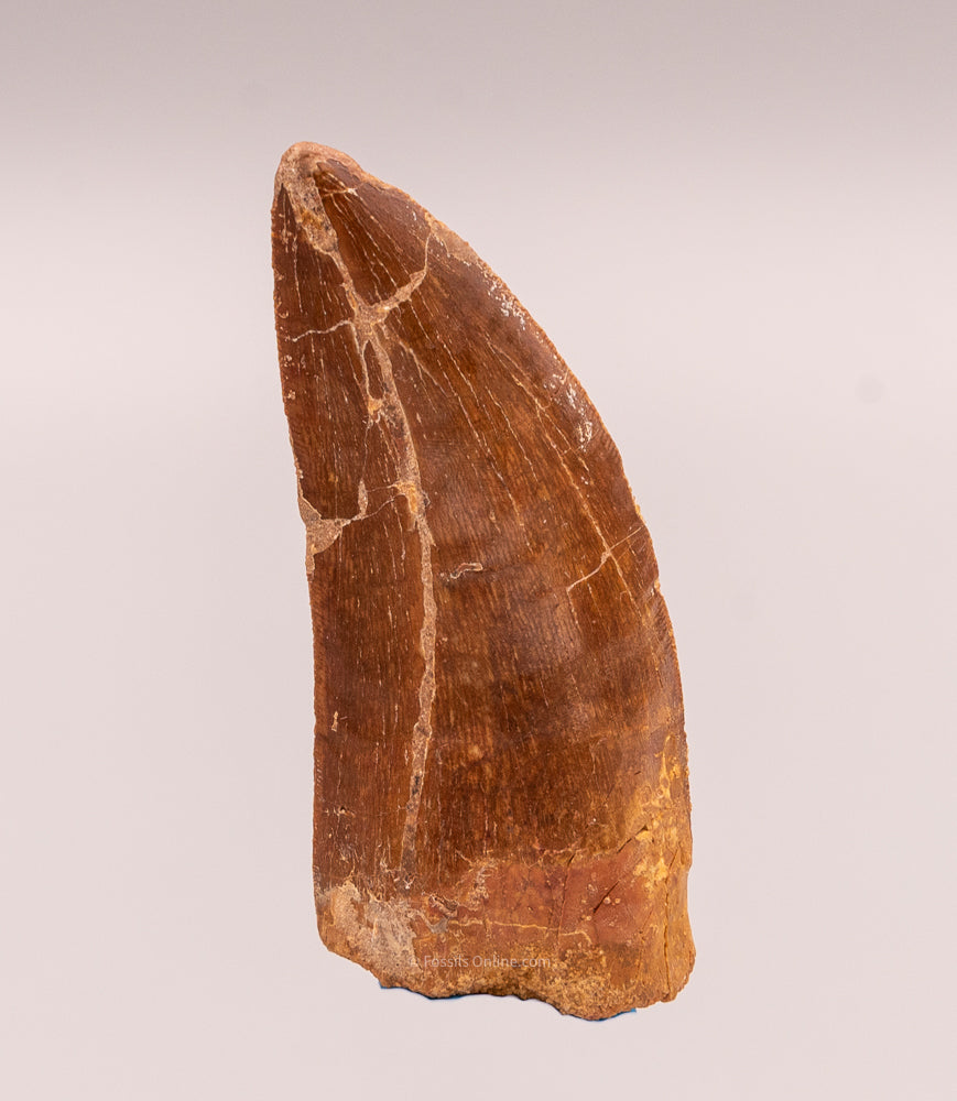 Carcharodontosaurus Tooth not T. rex. Theropod Dinosaur
