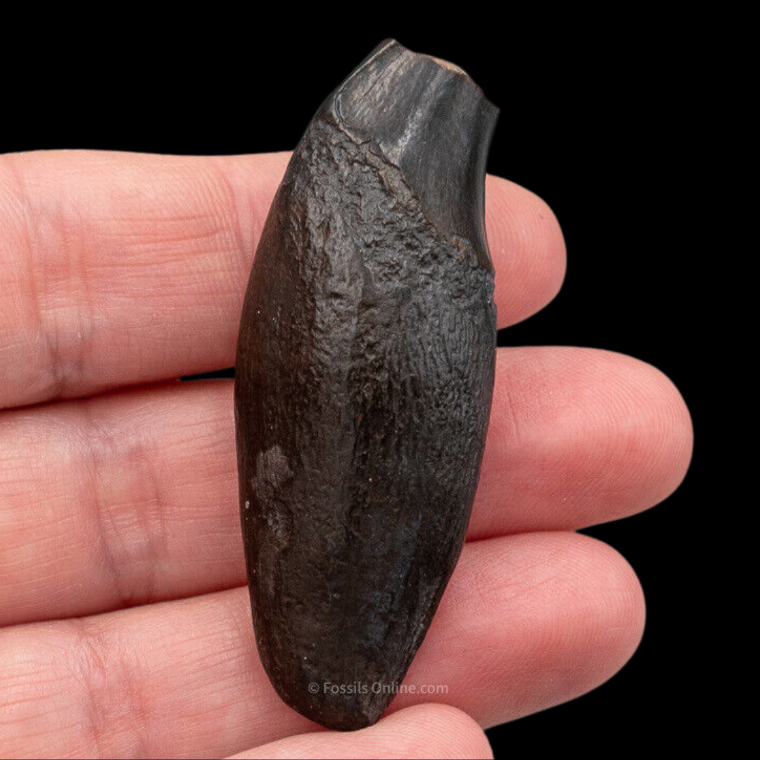 Fossil Bear Canine Florida Fossils