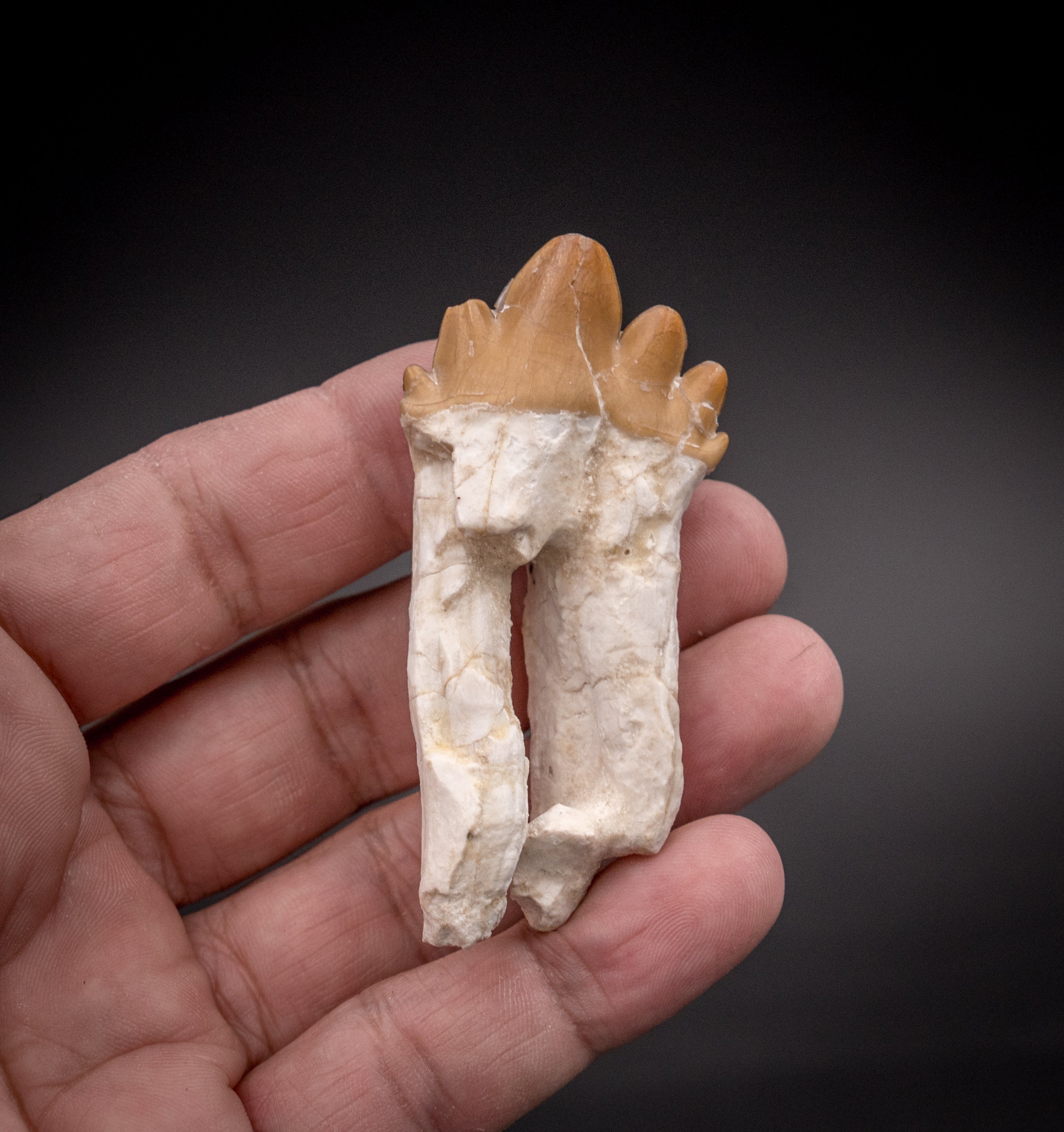Basilosaurid Fossil Tooth Morocco