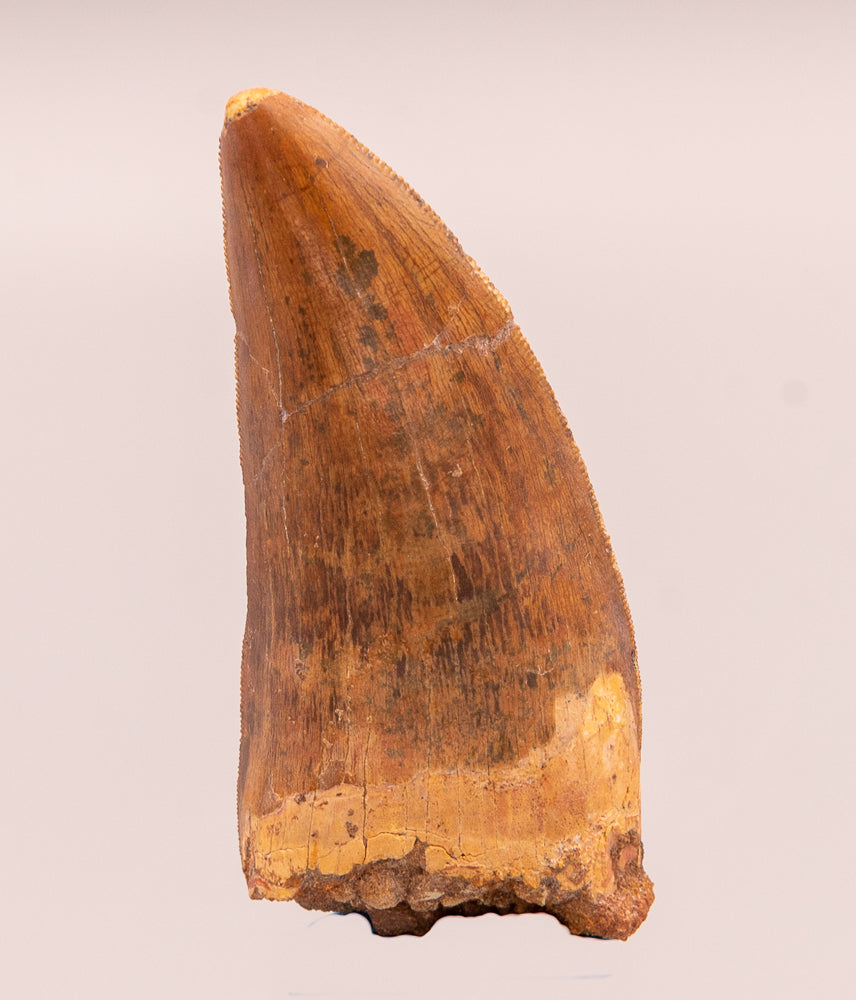 Carcharodontosaurus Tooth  not T. rex. Theropod Dinosaur