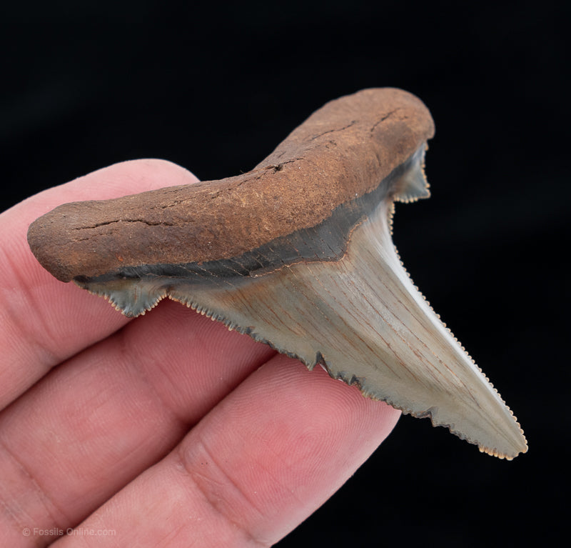 North Carolina Auriculatus Shark tooth