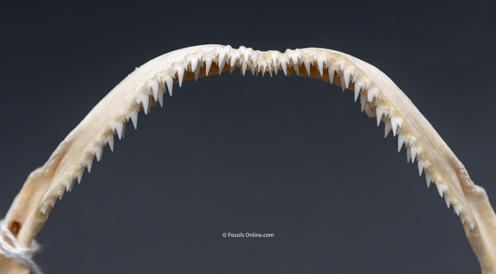 Whitetip Reef Shark Jaw w/ DATA