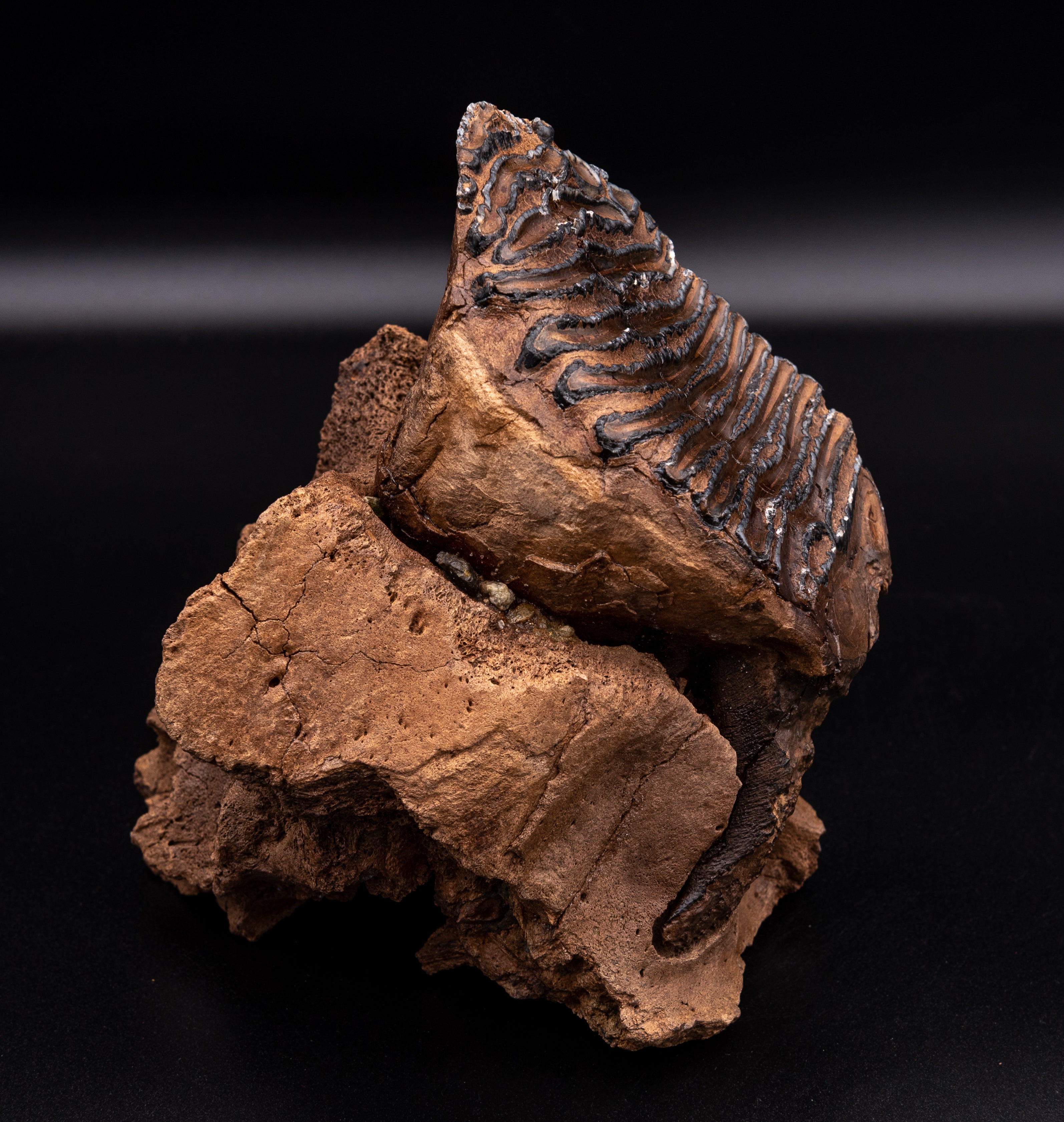 Mammoth Tooth in Maxilla