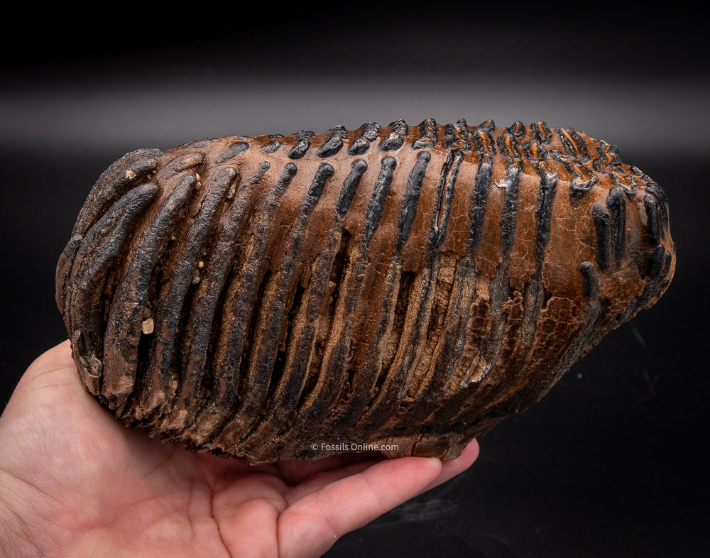 Mammoth Tooth from Siberia