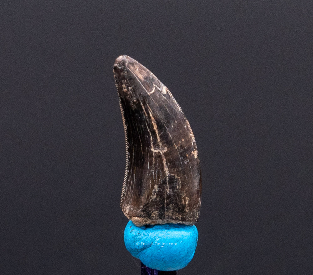 Serrated Nanotyrannus Tooth Cretaceous SD