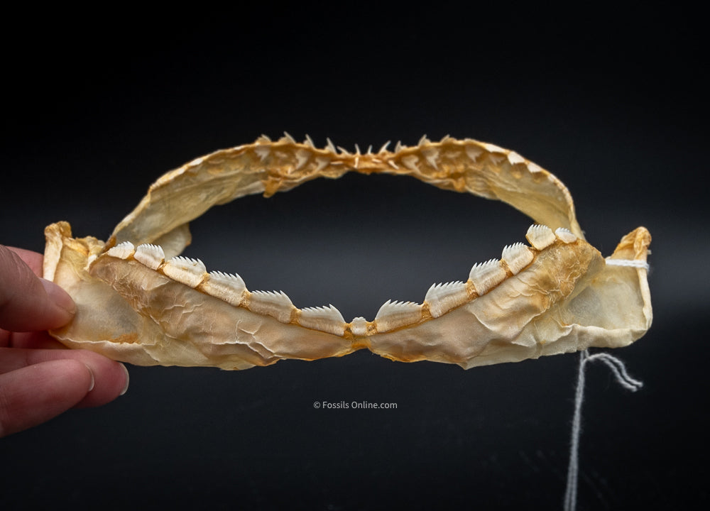 Sixgill Shark Jaw w/DATA