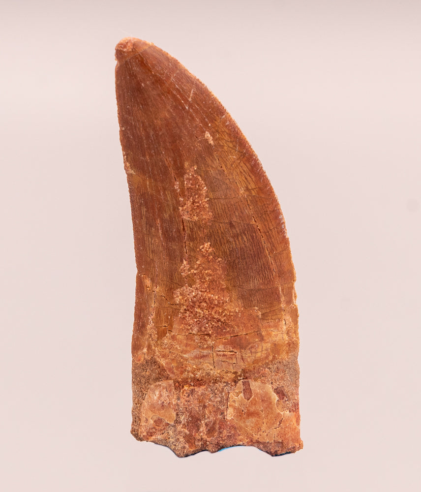 Carcharodontosaurus Tooth  not T. rex. Theropod Dinosaur