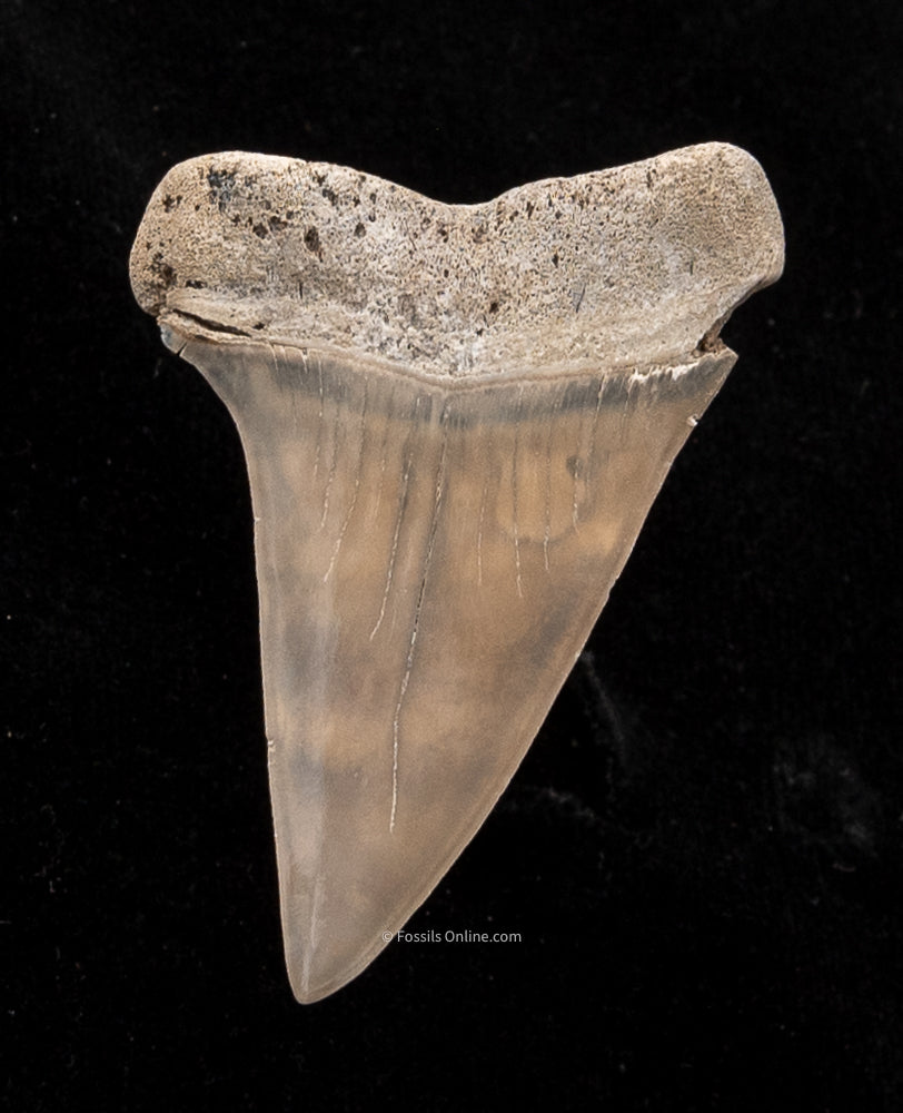 Extinct Fossil Mako Shark Tooth