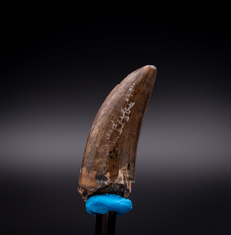 Judith River Genuine Serrated Tyrannosaur Tooth 1.49"