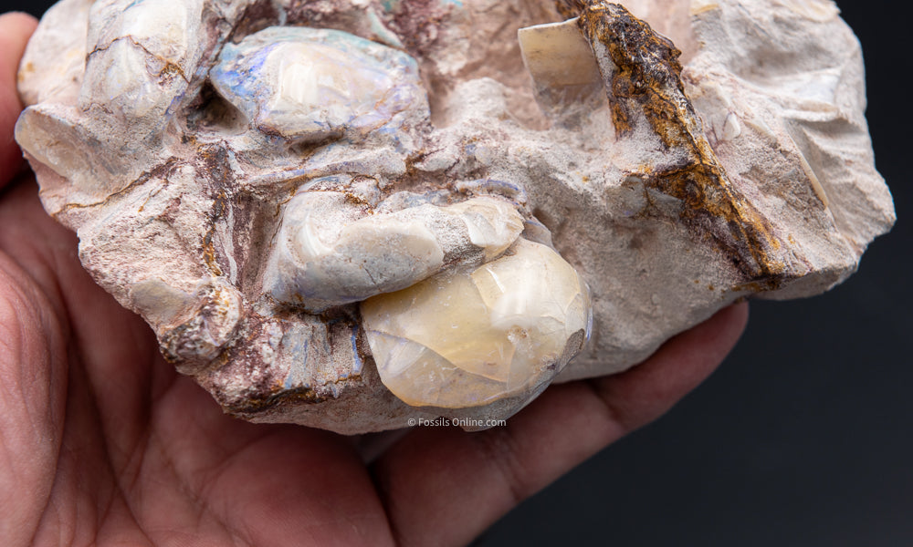 Polished Australian Opalized Clams in Original Matrix