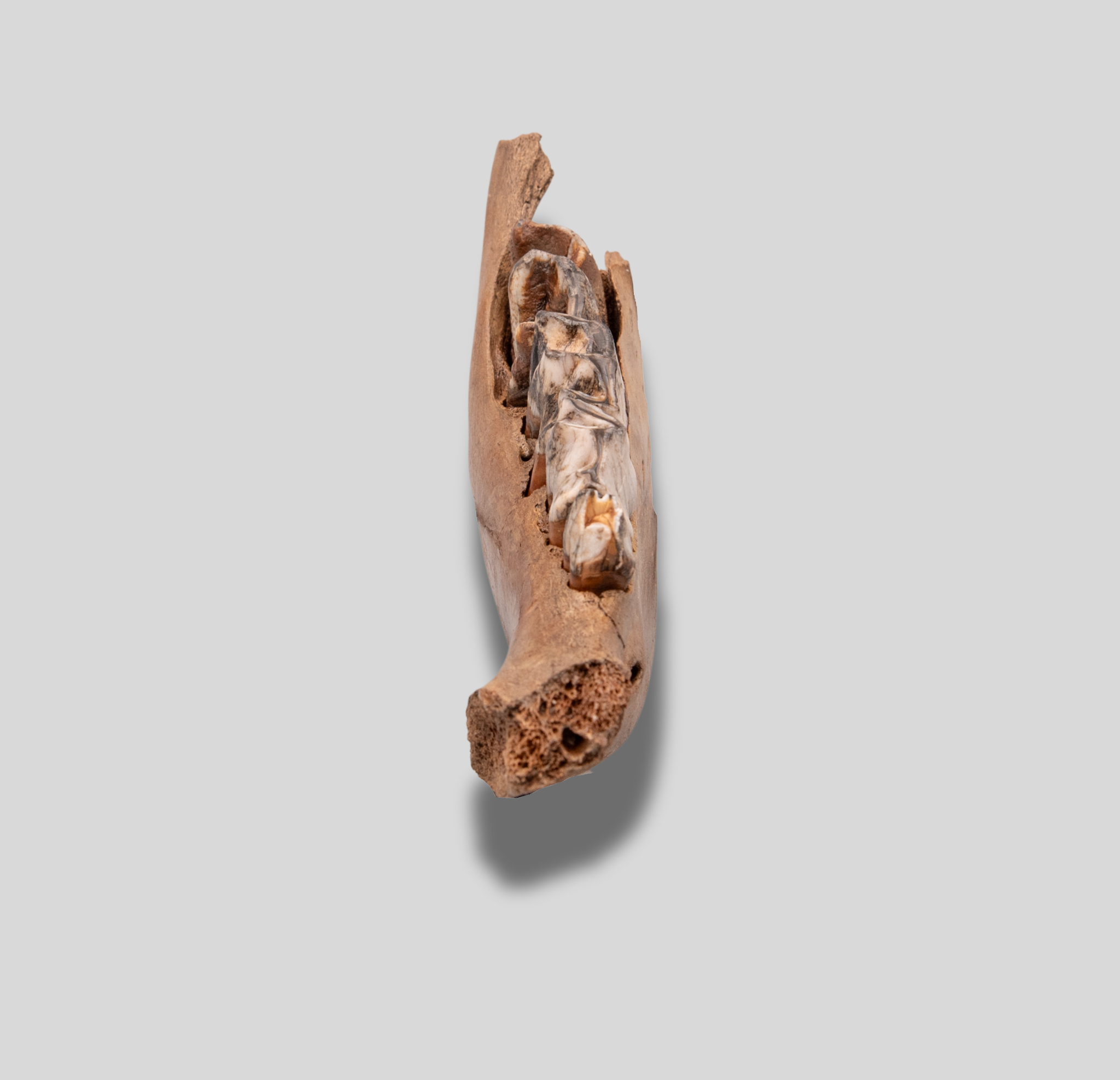 Juvenile Woolly Rhino Jaw from Siberia