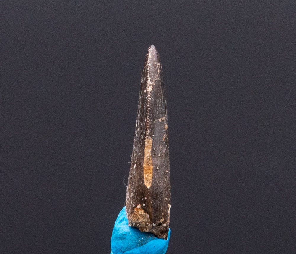 Serrated Nanotyrannus Tooth Cretaceous SD